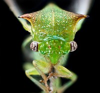 Tree hopper, head