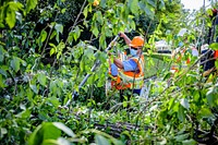 Public Works crews remove fallen trees and storm debris following Hurricane Isaias on Tuesday, August 4, 2020. Original public domain image from Flickr