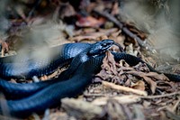 Black snake. Original public domain image from Flickr