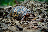 Box turtle