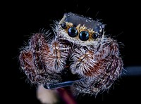 Jumping Spider, insect photography.