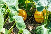 Yellow pumpkins, vegetable garden. Original public domain image from Flickr