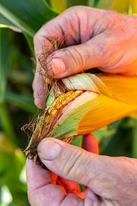 Corps inspection, corn, farmer hands. Original public domain image from Flickr