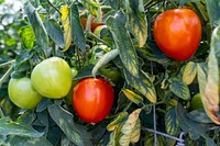 Tomatoes grow in a high tunnel at Cornucopia Farm in Scottsburg, IN. Original public domain image from Flickr