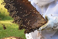 Honeybee frame hive, beekeeping. Original public domain image from Flickr