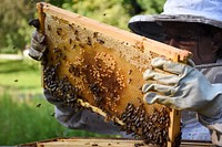 Ann Wynn observes a frame of a beehive in North Salem, Indiana on August 2, 2021. (NRCS photo by Carly Whitmore). Original public domain image from Flickr