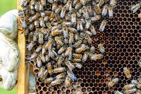 Honeybees congregate on a honey frame. Original public domain image from Flickr