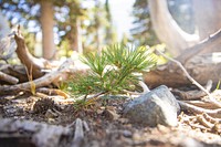 Whitebark Pine Seedlings. Original public domain image from Flickr