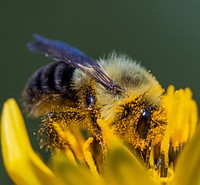 Bumblebee covered in pollen. Original public domain image from Flickr