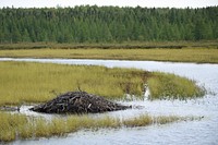 Beaver lodge, natural habitat. Original public domain image from Flickr