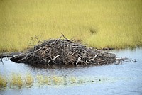 Beaver lodge, natural habitat. Original public domain image from Flickr