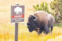 Bison & danger sign. Original public domain image from Flickr