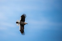 Clark's Nutcracker — Nucifraga columbiana. Original public domain image from Flickr