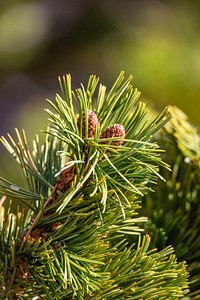 Small cones growing at pine branch. Original public domain image from Flickr