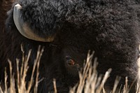 Bison buffalo, animal portrait. Original public domain image from Flickr