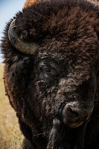 Bison buffalo, animal portrait. Original public domain image from Flickr