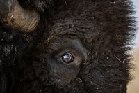 Bison buffalo eye, animal portrait. Original public domain image from Flickr