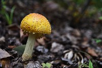 Yellow patches mushroom. Original public domain image from Flickr