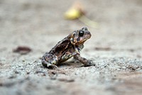 American toad, wildlife macro photography. Original public domain image from Flickr