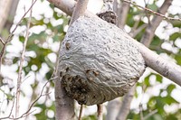 Wasp nest in the willows. Original public domain image from Flickr