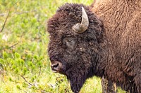 Portrait of a bull bison. Original public domain image from Flickr