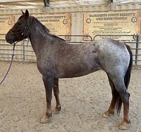 R roan l 2Red Roan Mare 17978093-Devils Garden WHT JP says this mare is a “cool little horse.” She has a good mind on her. She enjoys working with the cows. She might do well in sorting, ranch versatility, or trail riding. She has lovely conformation on her small stature. She requires a smaller framed person as she is not very large.R3C Adoption Horses Oct 2021