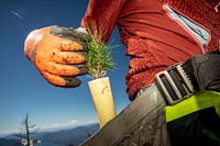 Park Employee Pulls a Whitebark Seedling from a Bag. Original public domain image from Flickr