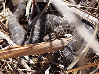 Eastern massasauga rattlesnake. Original public domain image from Flickr