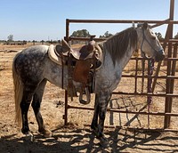 Horse with saddle, gray mane. Original public domain image from Flickr