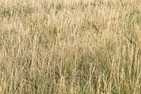 Grasshoppers in the fields. Original public domain image from Flickr