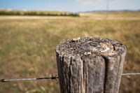 Grasshopper on a fence post. Original public domain image from Flickr