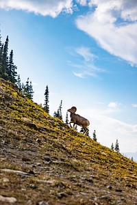 Bighorn sheep ram walks uphill. Original public domain image from Flickr