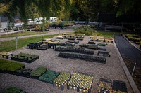 Plant nursery, Whitebark Pine restoration. Original public domain image from Flickr