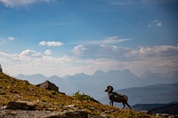 Bighorn sheep ram walks uphill, mountain background. Original public domain image from Flickr