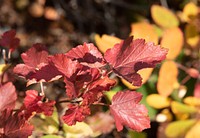 Red autumn leaves. Original public domain image from Flickr