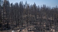A forest hit by the Caldor Fire near South Lake Tahoe, California. Original public domain image from Flickr