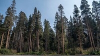 A forest that was has not been fuels treated in Adventure Mountain, South Lake Tahoe, California. Original public domain image from Flickr