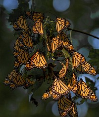 Monarch butterflies roosting. Original public domain image from Flickr