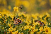 Monarch butterflies at Chautauqua National Wildlife Refuge in Illinois. Original public domain image from Flickr