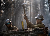 Cade Grismer and Jose Pelayo, El Dorado Hot Shots, cut trees during wet mop duties on the Caldor Fire, El Dorado National Forest, California. USDA Forest Service photo by Cecilio Ricardo. Original public domain image from Flickr