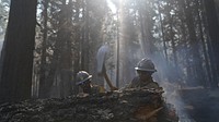 Cade Grismer and Jose Pelayo, El Dorado Hot Shots, cut trees during wet mop duties on the Caldor Fire, El Dorado National Forest, California. USDA Forest Service photo by Cecilio Ricardo. Original public domain image from Flickr