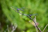 Two dragonflies