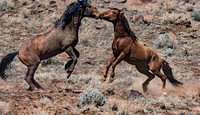 Wild Horses fighting, Twin Peaks. Original public domain image from Flickr