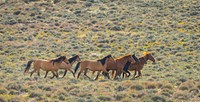 Wild Horses, grassland. Original public domain image from Flickr