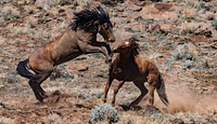 Wild horses fight at Twin Peaks. Original public domain image from Flickr