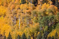 Aspen trees in fall in adjacent Custer Gallatin National Forest.