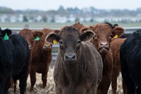 Cattle at the Griffieon Family Farm. Original public domain image from Flickr