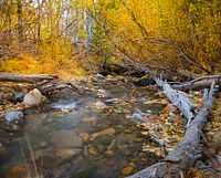 Autumn stream, nature background. Original public domain image from Flickr