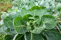 Brussels sprout plant, vegetable garden. Original public domain image from Flickr
