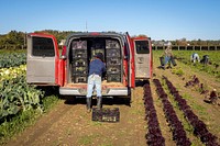 Farm staff picking lettuce.Original public domain image from Flickr